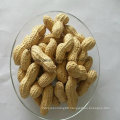 Chinese New Crop Roasted Peanut Inshell
